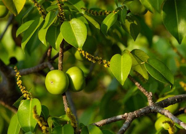 Fruit of the Manchineel tree.