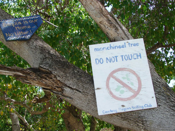 Warning sign for the toxic Manchineel tree everywhere.