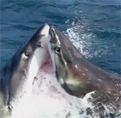 Video: Cá mập ăn thịt đồng loại