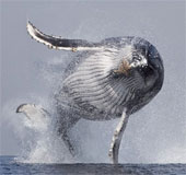 Cùng ngắm cú nhảy kinh điển của cá voi lưng gù