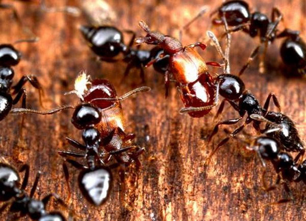 Phát hiện hóa thạch 52 triệu năm tuổi của sinh vật kì lạ