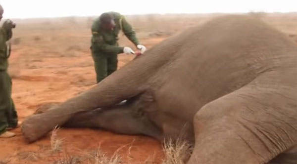 Vieo: Nhân viên cứu hộ cứu giúp voi bị trúng tên độc