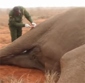 Video: Nhân viên cứu hộ cứu giúp voi bị trúng tên độc