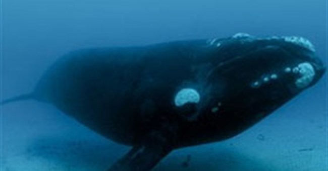 Top những động vật " trường thọ" mà bạn không ngờ tới