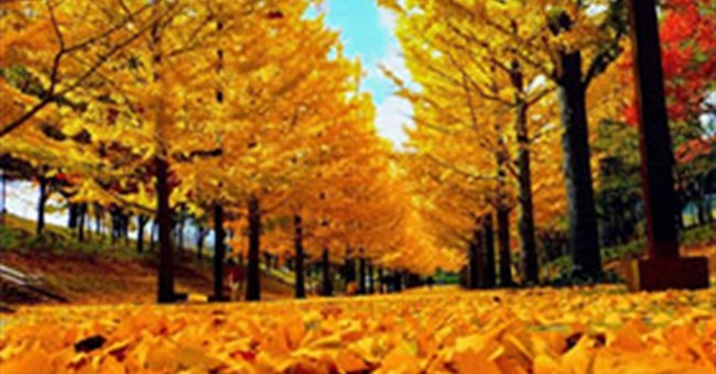 Vì sao mùa thu lá lại đổi màu?