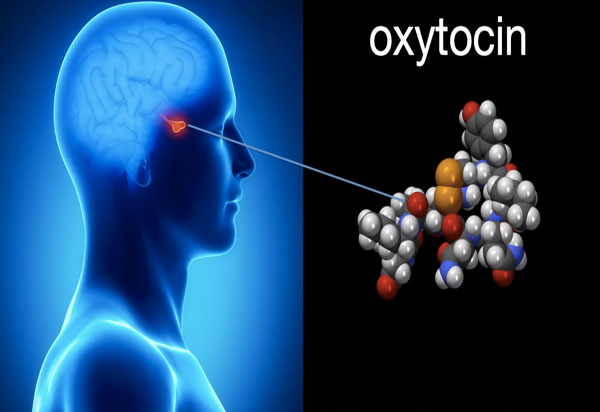Tìm ra cách hormone oxytocin điều khiển hành vi tình dục