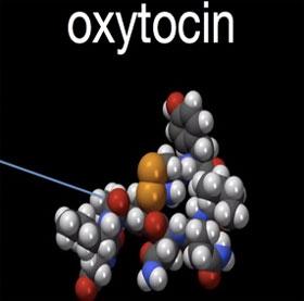 Tìm ra cách hormone oxytocin điều khiển hành vi tình dục