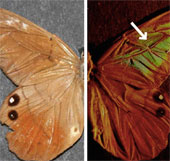 Vật liệu mới chống làm giả lấy ý tưởng từ cánh bướm