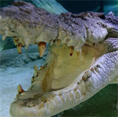9,26m là chiều dài tối đa của tổ tiên cá sấu ngày nay