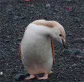 Video: Chim cánh cụt lông vàng
