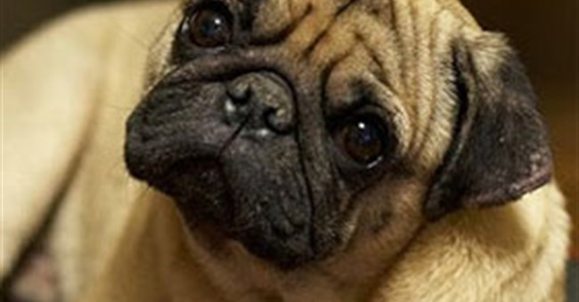 Vì sao chó thường nghiêng tai khi nghe con người nói?