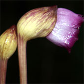 Tai đất Aeginetia - Loài thực vật chuyên đi ăn bám
