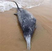 Cá voi có mỏ quý hiếm trôi dạt vào bờ biển Australia