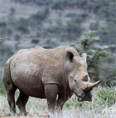 Tê giác trắng có nguy cơ tuyệt chủng cao