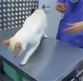 Video: Bí kíp điểm huyệt mèo
