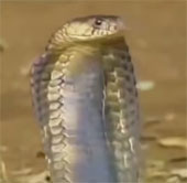 Video: Thế giới của những loài rắn độc trong tự nhiên