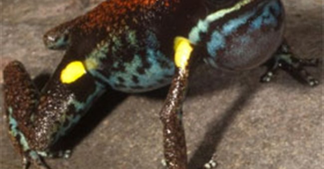 Phát hiện thú vị: Màu sắc sặc sỡ giúp ếch "tự tin" kêu to hơn