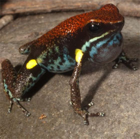 Phát hiện thú vị: Màu sắc sặc sỡ giúp ếch "tự tin" kêu to hơn