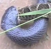 Video: Cuộc chiến giữa trăn và rắn hổ mang