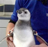 Chim cánh cụt chào đời nhờ thụ tinh trong ống nghiệm