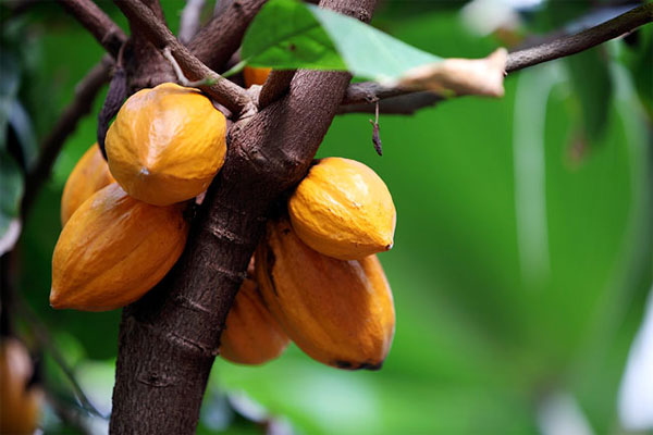 Ca cao có thể giúp cải thiện chứng suy giảm trí nhớ