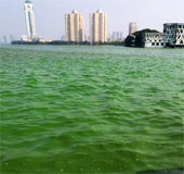 Nước hồ đổi màu vì tảo