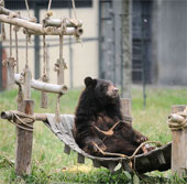Khánh thành bốn khu chăm sóc gấu bán tự nhiên