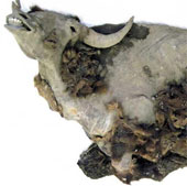 Xác bò rừng nguyên vẹn chôn vùi 10.000 năm