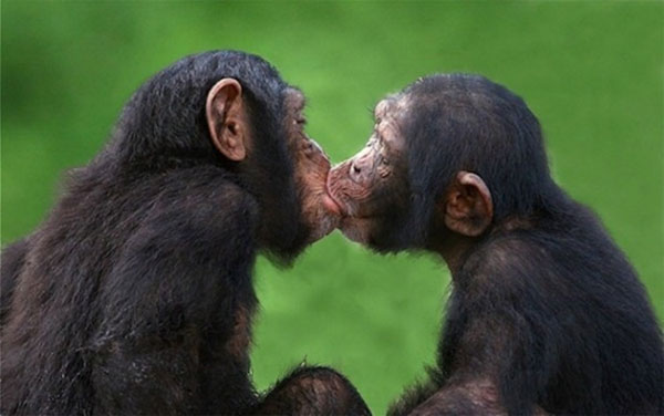 Nụ hôn: Chào mừng đến với bức ảnh ngọt ngào về một cặp đôi đang hôn nhau. Với không khí lãng mạn và ngọt ngào, bức ảnh này sẽ chắc chắn truyền tải cho bạn cảm xúc mãnh liệt về tình yêu đích thực.