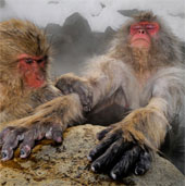 Ảnh đẹp: Khỉ tuyết ngâm mình trong hồ nước nóng