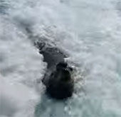 Video: Sư tử biển đuổi theo tàu cá