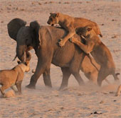 Kinh ngạc cảnh voi đơn độc đại thắng 14 con sư tử đói