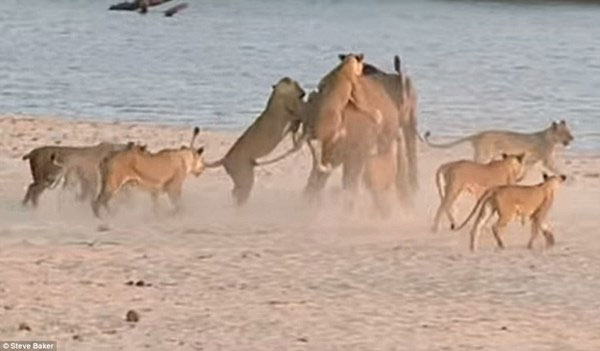 Marvel at the sight of a lone elephant defeating 14 hungry lions