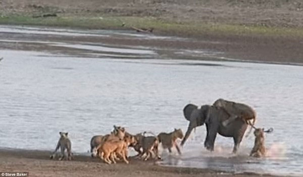 Émerveillez-vous à la vue d'un éléphant solitaire battant 14 lions affamés