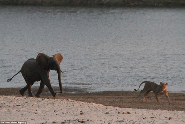 Émerveillez-vous à la vue d'un éléphant solitaire battant 14 lions affamés