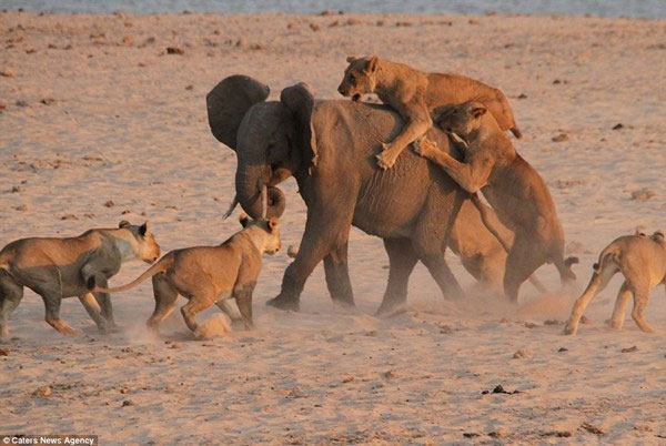 Marvel at the sight of a lone elephant defeating 14 hungry lions