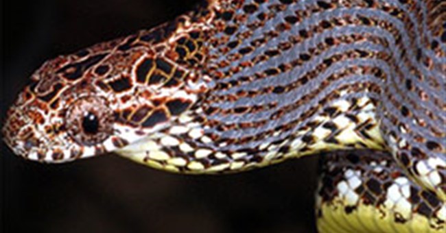Vẻ đẹp của các loài rắn Việt Nam
