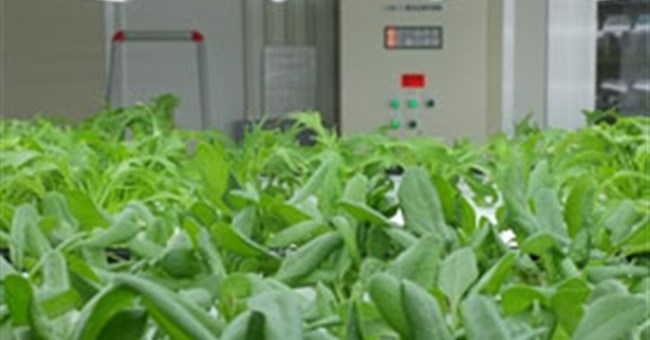 Toshiba thử nghiệm rau sạch không cần rửa trước khi ăn