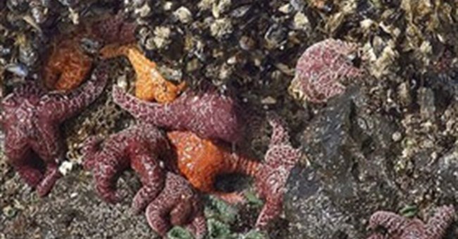 Virus đáng sợ thảm sát hàng triệu sao biển