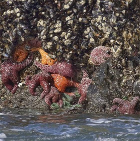 Virus đáng sợ thảm sát hàng triệu sao biển