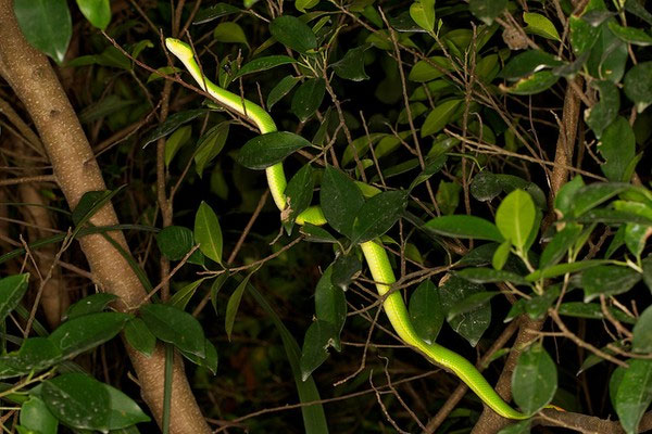 Làm thế nào khi bị rắn lục đuôi đỏ tấn công?