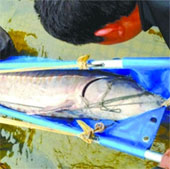 Bắt được cá tầm khổng lồ ở Trung Quốc
