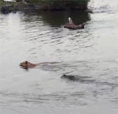 Video: Sư tử thoát chết trước hàm cá sấu