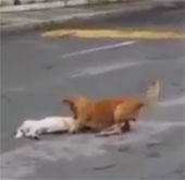 Video: Chó kéo bạn đã chết vào lề đường