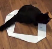 Video: Mèo thích ngồi trong vòng tròn