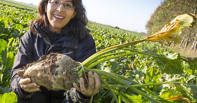 Máu nhân tạo từ cây củ cải đường