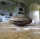 Video: Ngao liếm muối trên mặt bàn