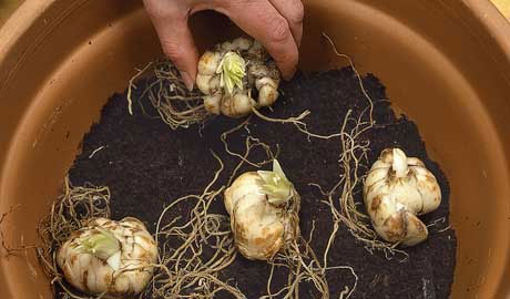 Kỹ thuật trồng hoa ly trong vườn nhà