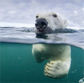 Gấu Bắc Cực học bơi việt dã