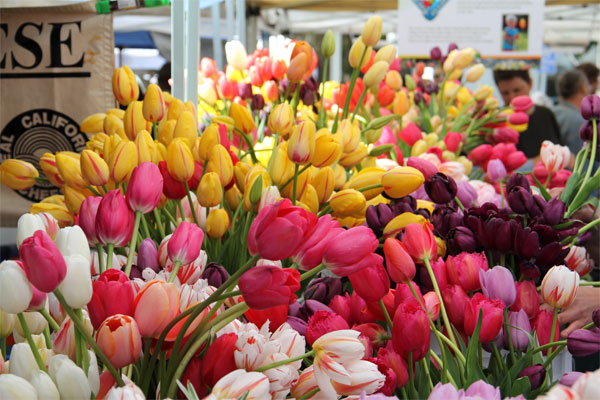 Bên cạnh kỹ thuật trồng hoa, điều kiện tự nhiên cũng là những yếu tố quan trọng để có chậu hoa tulip đẹp.